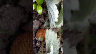 #rooftop #garden #strawberry #natural #nature #naturelovers #beautiful #beauty