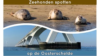 Zeehondensafari op de Oosterschelde in Zeeland