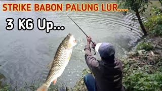 STRIKE BABON PALUNG ( HAMPALA )  Berat 3 kg Luurrr