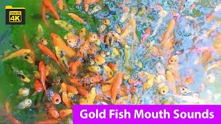 Colorful Fish Eating Sound Satisfying Video Color Fish Video Animal Theater