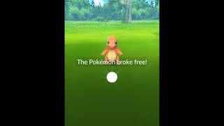 Pokemon Go technique capturing 3 charmanders