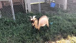 Why male goats stink