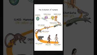 The Evolution  of Humans #trending   #shorts #bpsc  #geography #upsc #ssc