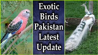 Online Birds Market | EP 25 | birds price in pakistan | All new birds prices