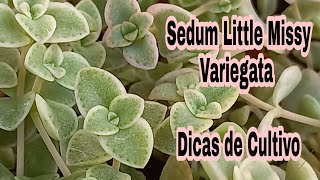 Sedum Little Missy Variegata  # Dicas de Cultivo