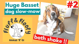 Cute Bassets 2! Slow motion bath shake & groaning on its back final! #shorts