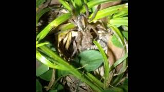 Mother Wolf Spider With Babies