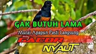 murai batu gacor AMPUH buat pancingan MURAI BATU bunyi jadikan burung Murai gacor EMOSI NYAUT❗#06