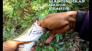 MANCING IKAN GABUS SYAHDU