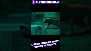 Рубрика вопрос ответ (1) #twitch #твич #стрим #лучшеетвич #нарезки #Plymbumbum4ik