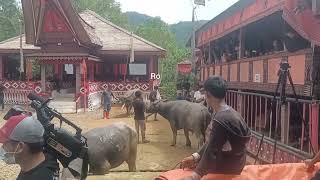 Persiapan Ma'tinggoro Tedong Prosesi Pemakaman Almh.Herni Toban di Buntao Toraja Utara