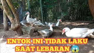 ENTOK SULTAN YANG TAK LAKU DIJUAL (NGENES)