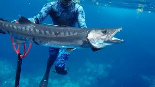 Chasse sous marine bilou martinique 2020