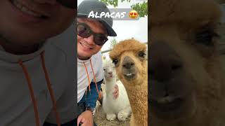 ALPACAS smiled to the Camera   #shorts