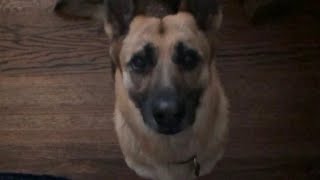 Watch Trained German Shepherd Slo-Mo Jump To Take Treat From Mouth - Huge Jump.