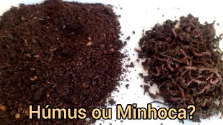 Húmus ou Minhocas? O que você quer produzir?