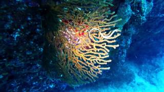 A seahorse sitting on a seafan on a dive in Okinawa