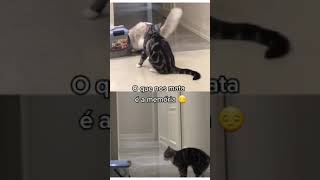 Gatinho sente falta da sua companhia, Veja é de arrepiar