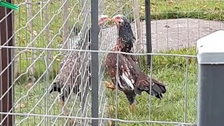 #Aseel #Asil (Typ Rajah) #gamefowl   #chickens #Hühner Kräftemessen am Zaun.