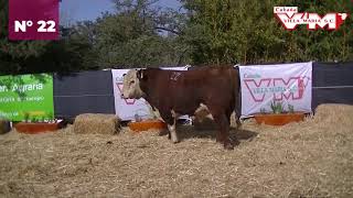 Villa Maria  Toros Hereford  corral 37 N 22