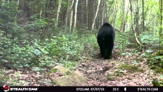 Black Bear Algonquin Park