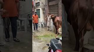 Dangerous Cow #qurbanistatus #qurbanicollection