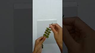 daun eucalyptus dari kain flanel #shorts #short #shortvideo #shortfeed #shortsvideo #subscribe #diy