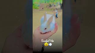 Cute rabbit🐇😍 #viralshort #lovestatus #saleem_khan_7340 #rabbit #cutebaby #love