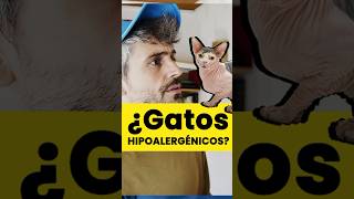 ¿Gatos hipoalergénicos?