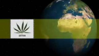 Generos de la Marihuana