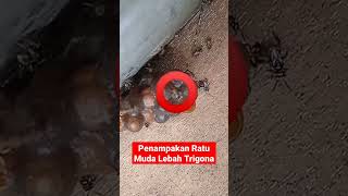 Penampakan Bentuk Ratu Muda Lebah Trigona. #kelulut #klanceng #stinglessbee #galogalo