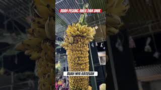 Pisang unik aneh dan langka berbuah ratusan #shorts #fruit #unique