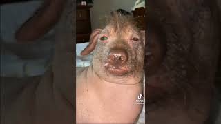 ugly hideous russian pig dog tiktok #fyp