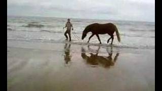 horse in the sea