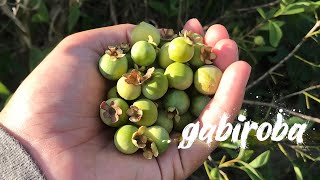 GABIROBA | GUABIROBA DO CERRADO ou Guavira (também chamada de Araçá-congonha ou Gabiraba)