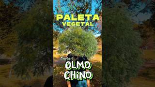 Olmo Chino🌳‼️Paleta Vegetal Capítulo 1👍 #árboles #plantas #vivero #arboriculture #flores #natural