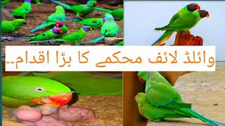 wild life baned parrots in Punjab.. وائلڈ لائف محکمے کا بڑا اقدام اور اس کا حل۔۔۔