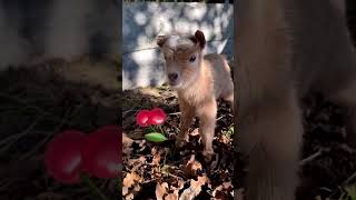 Trop mignonne! #cabra #nature #sheep #animals #goatlove #goats #goatlain #chevre #chevretoy #doğa