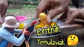 Potensi Alam || Temulawak Jamu Sederhana dan Praktis