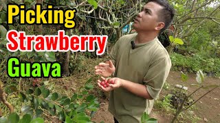 Picking Strawberry Guava