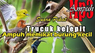 Suara pikat burung merbah atau trucuk dan Semua burung kecil,Suara trucuk kejepit untuk pikat AMPUH