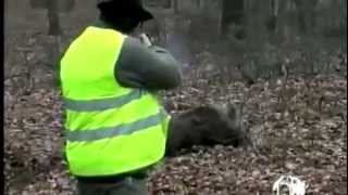 Охота на кабана(выстрел разрывным) Испания, Wild pig Hunting