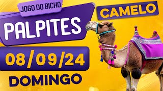 PALPITE DO DIA 08/09/2024 - JOGO DO BICHO 🍀 TODAS AS LOTERIAS 🍀