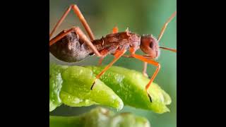 Ant mimic broadheaded bug #mimicry #bug