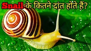 Snail के कितने दांत होते हैं | Top 10 unknown facts in hindi