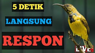 🔴 5 DETIK LANGSUNG NYAUT, PANCINGAN SOGON AMPUH