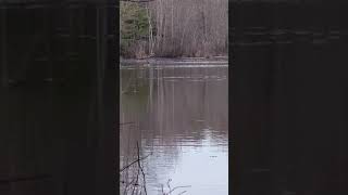 relaxing water, geese taking a bath on the pond