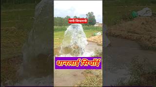 Irrigation for the Paddy field#धान खेत लाई सिंचाइ||Short#youtubeshorts