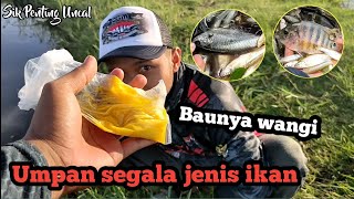 Simpel || Cara Membuat Umpan Ikan Wader || Banyak Jenis Ikan Yang Makan