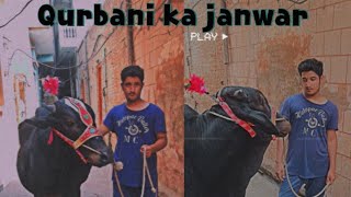 Qurbani ka janwar | 2021